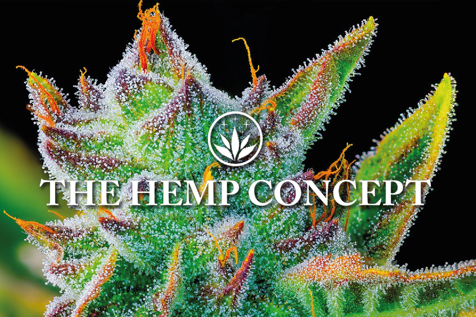 Le CBG, qu'est ce que c'est?